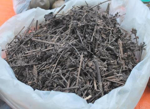 cây nhân trần được cắt khúc phơi khô